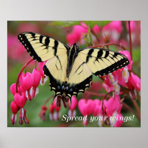 Eastern Swallowtail Poster