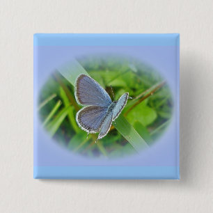 Eastern Tailed Blue Butterfly Coordinating Items 15 Cm Square Badge