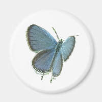 Eastern-Tailed Blue Butterfly