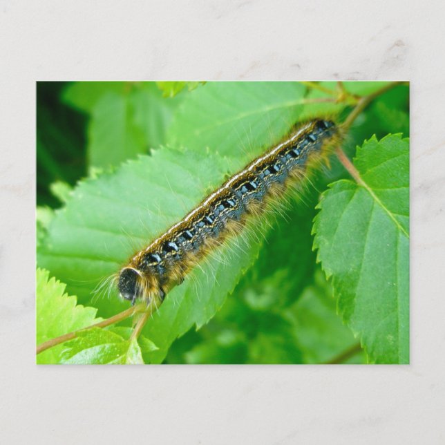 Eastern Tent Caterpillar Postcard (Front)