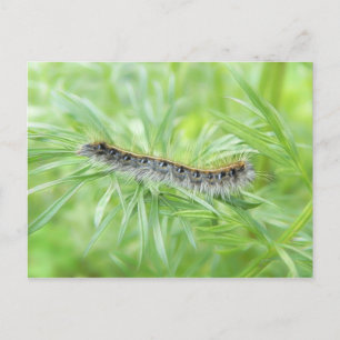 Eastern Tent Caterpillar Postcard