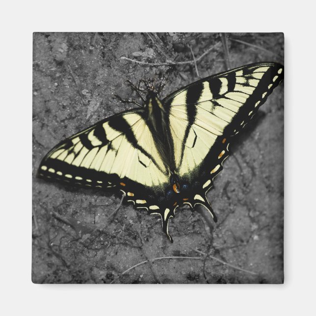 Eastern Tiger Magnet (Front)