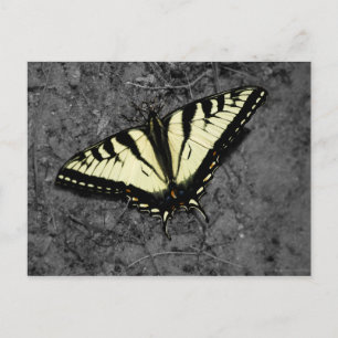 Eastern Tiger Postcard