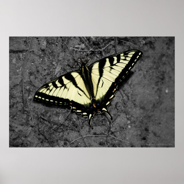 Eastern Tiger Print (Front)