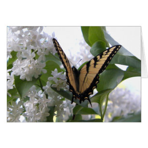 Eastern Tiger Swallow Tail on White Lilac Bush