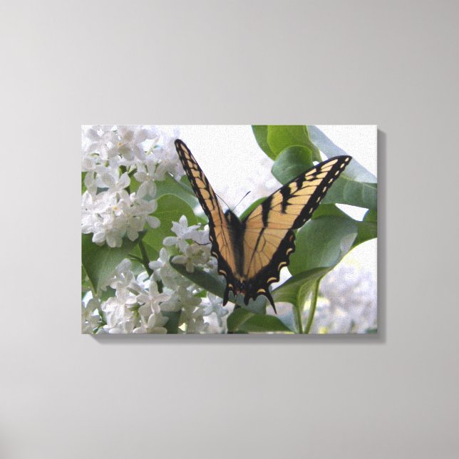 Eastern Tiger Swallow Tail on White Lilac Bush Canvas Print (Front)
