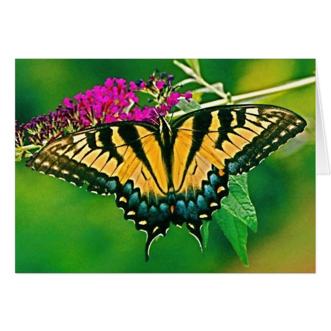 Eastern Tiger Swallowtail Butterfly (Front Horizontal)