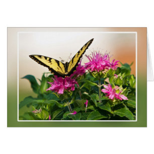 Eastern Tiger Swallowtail Butterfly