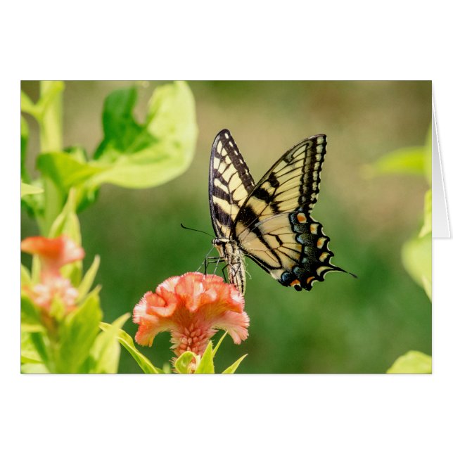 Eastern Tiger Swallowtail Butterfly (Front Horizontal)