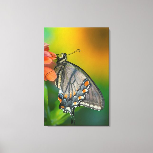 Eastern-Tiger Swallowtail Butterfly Canvas Print (Front)