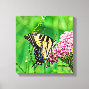 Eastern Tiger Swallowtail Butterfly Canvas Print
