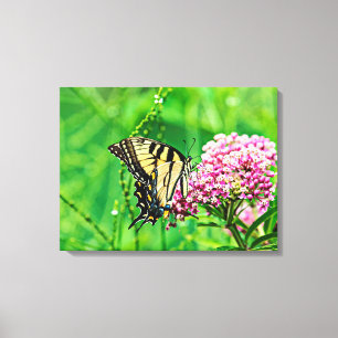 Eastern Tiger Swallowtail Butterfly Canvas Print