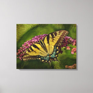 Eastern Tiger Swallowtail Butterfly Canvas Print