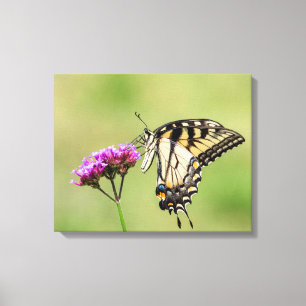 Eastern Tiger Swallowtail Butterfly Canvas Print