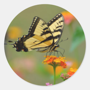 Eastern Tiger Swallowtail Butterfly Classic Round Sticker