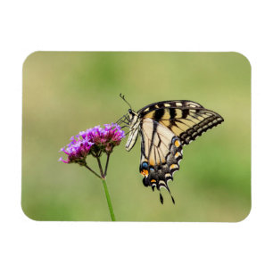 Eastern Tiger Swallowtail Butterfly Magnet
