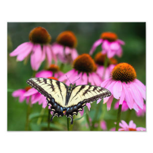 Eastern Tiger Swallowtail Butterfly On Coneflower Photo Print