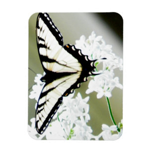 Eastern Tiger Swallowtail Butterfly Photo Magnet