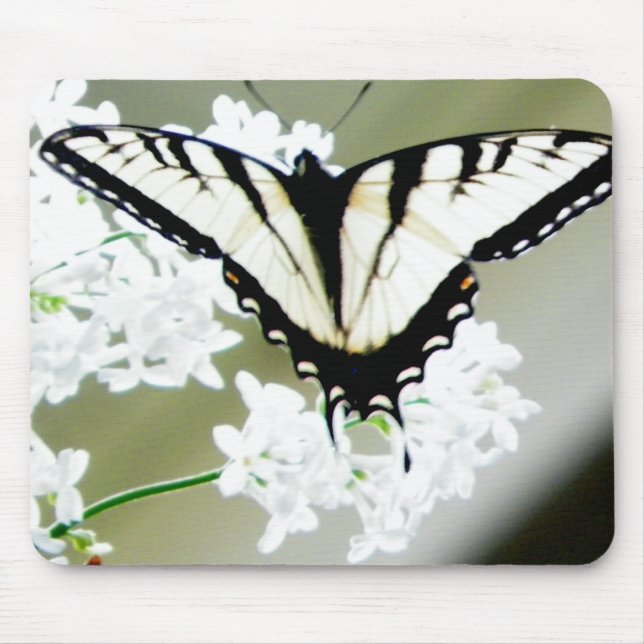 Eastern Tiger Swallowtail Butterfly Photo Mouse Mat (Front)