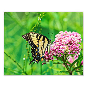 Eastern Tiger Swallowtail Butterfly Photo Print