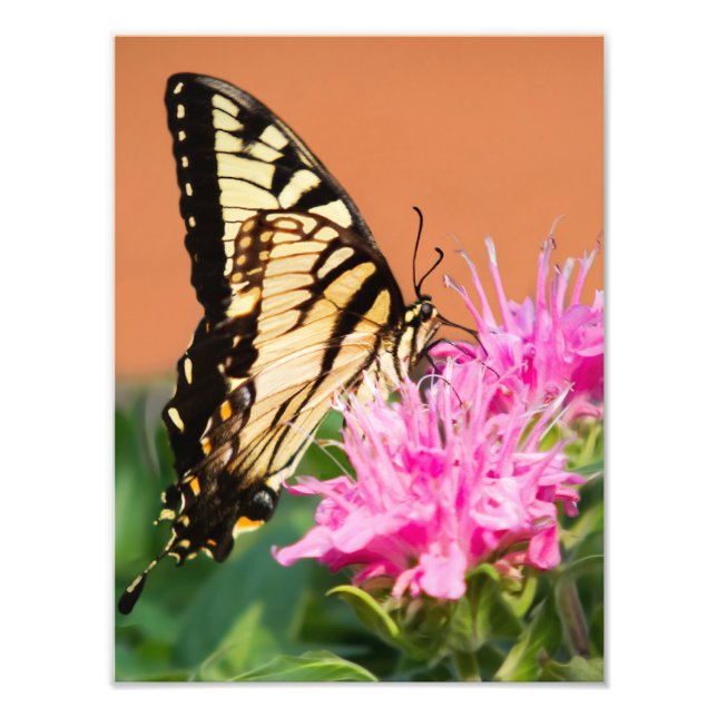 Eastern Tiger Swallowtail Butterfly Photo Print (Front)