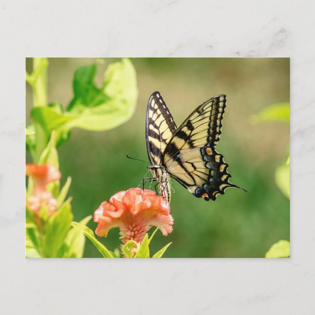 Eastern Tiger Swallowtail Butterfly Postcard (Front)