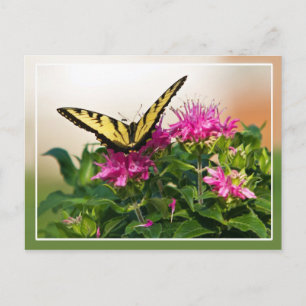 Eastern Tiger Swallowtail Butterfly Postcard