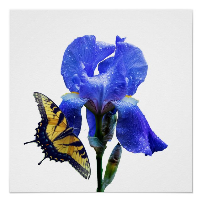 Eastern tiger swallowtail butterfly poster (Front)