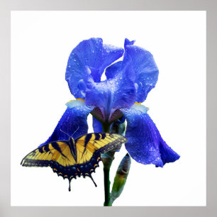 Eastern tiger swallowtail butterfly poster