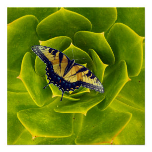 Eastern tiger swallowtail butterfly poster