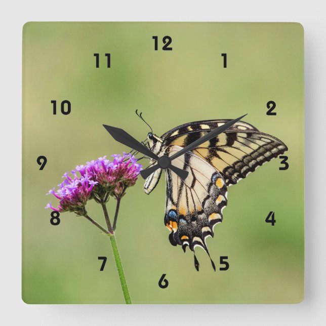 Eastern Tiger Swallowtail Butterfly Square Wall Clock (Front)