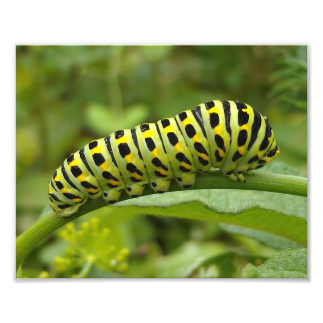 Eastern Tiger Swallowtail Caterpillar Photo Print (Front)