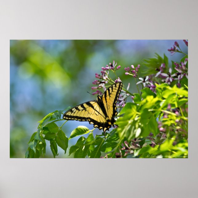 Eastern Tiger Swallowtail China Berry Tree Poster (Front)