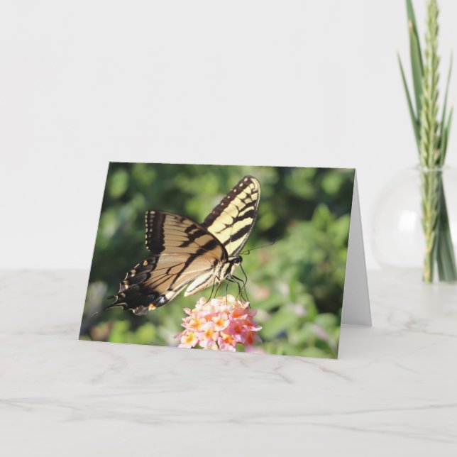 Eastern tiger swallowtail holiday card (Front)