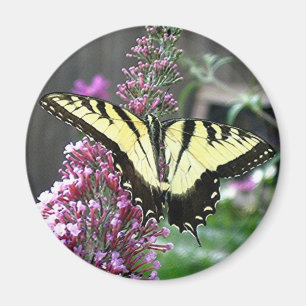 EASTERN TIGER SWALLOWTAIL magnet
