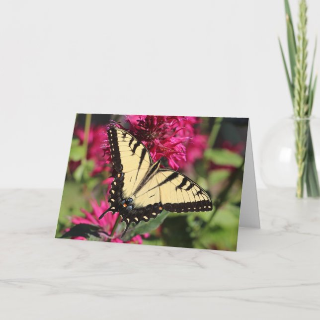 Eastern Tiger Swallowtail on bee balm Holiday Card (Front)