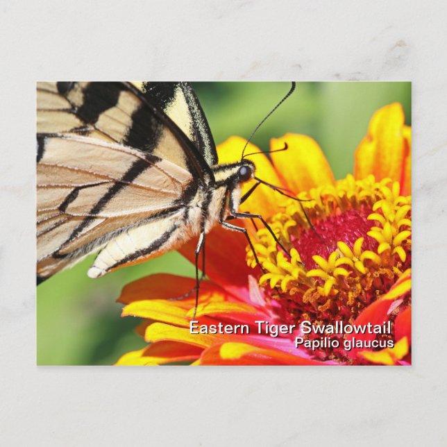 Eastern Tiger Swallowtail Postcard (Front)