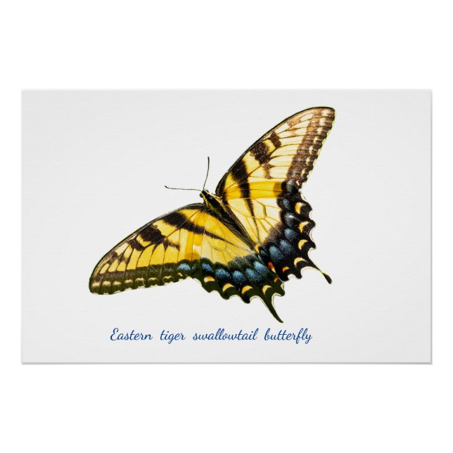 Eastern tiger swallowtail  poster (Front)