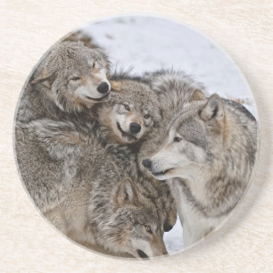 Eastern Timber Wolf  Coaster