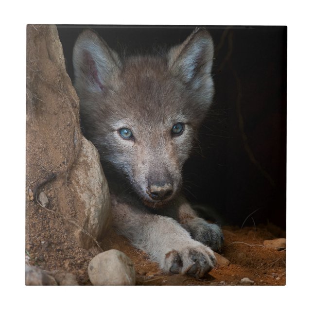 Eastern Timber Wolf Tile (Front)