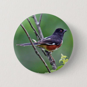 Eastern Towhee Button