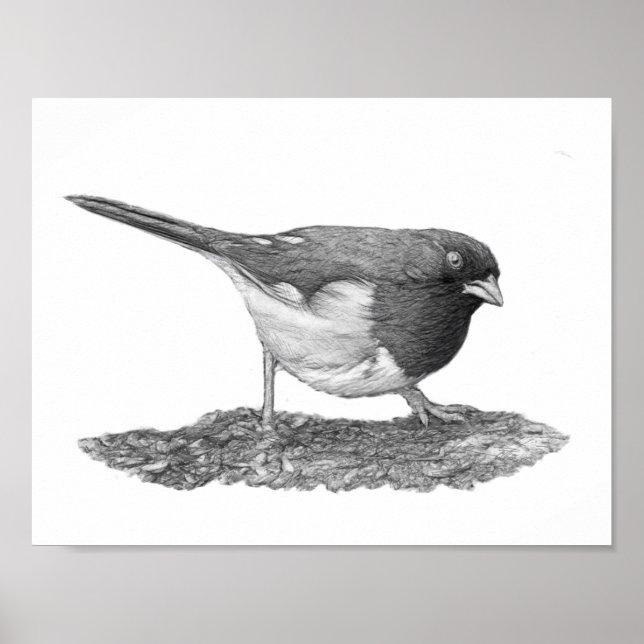 Eastern Towhee Poster (Front)