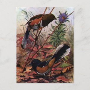Eastern Towhees and Purple Aster Postcard