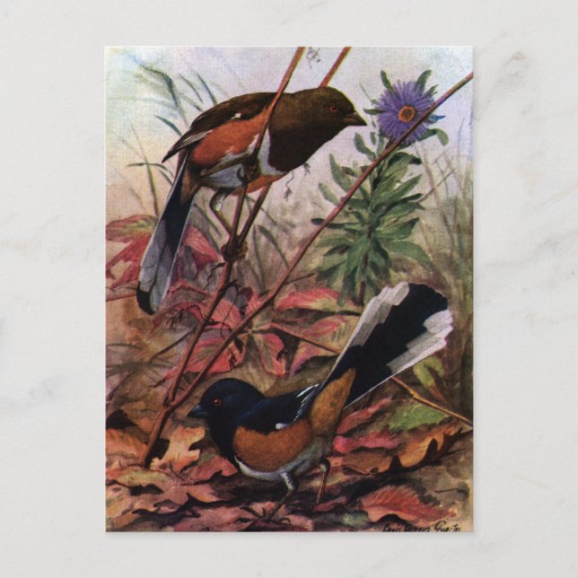 Eastern Towhees and Purple Aster Postcard (Front)
