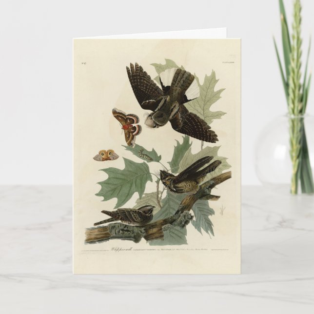 Eastern Whip-poor-will, Audubon's Birds of America Card (Front)
