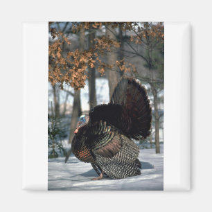 Eastern wild turkey, big gobbler strutting in snow magnet