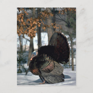 Eastern wild turkey, big gobbler strutting in snow postcard