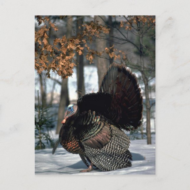 Eastern wild turkey, big gobbler strutting in snow postcard (Front)