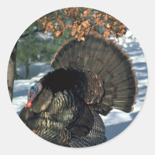 Eastern wild turkey, huge gobbler in full strut classic round sticker