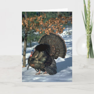 Eastern wild turkey, huge gobbler in full strut holiday card
